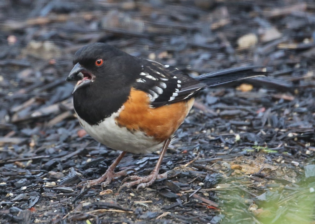 Spotted Towhee - ML620298400