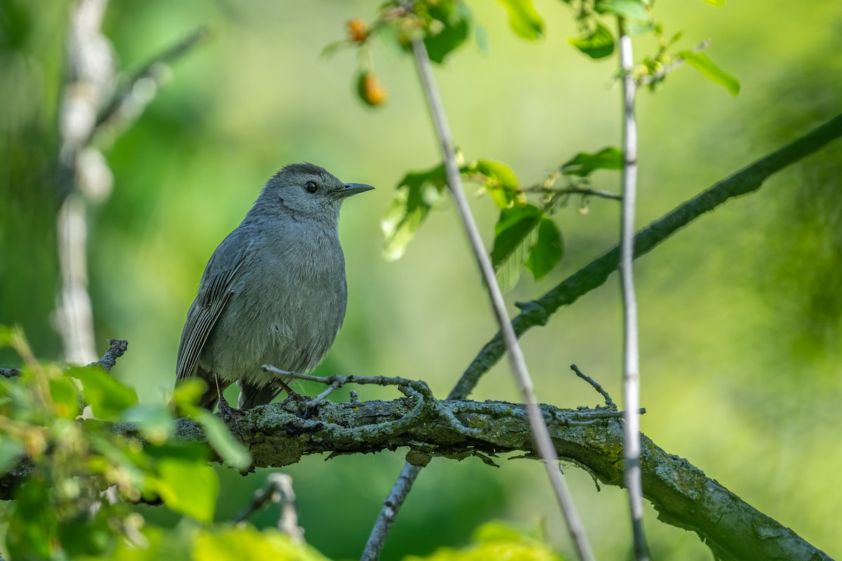 Gray Catbird - ML620298403