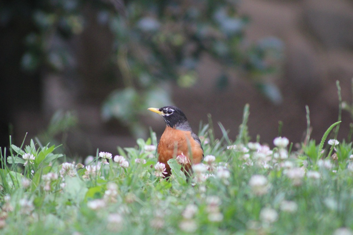 American Robin - ML620298406