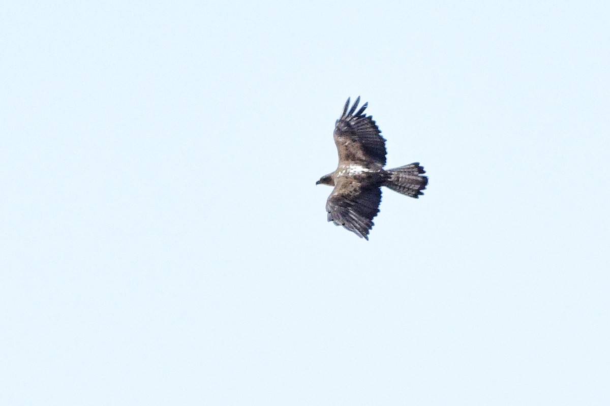 Águila Perdicera - ML620298407