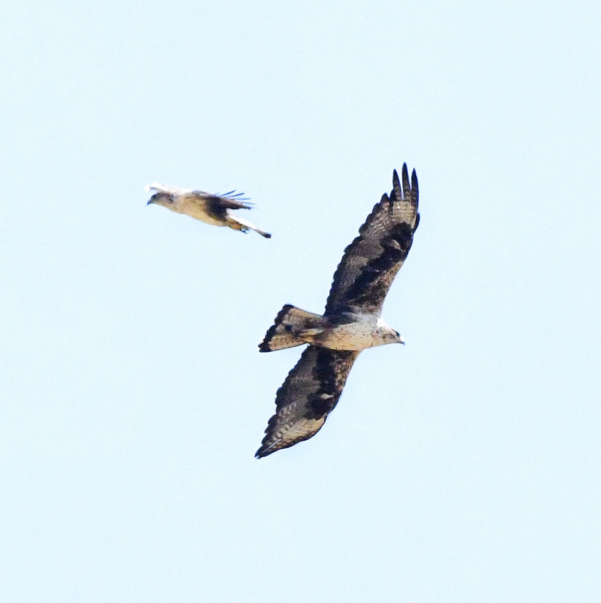 Águila Perdicera - ML620298410