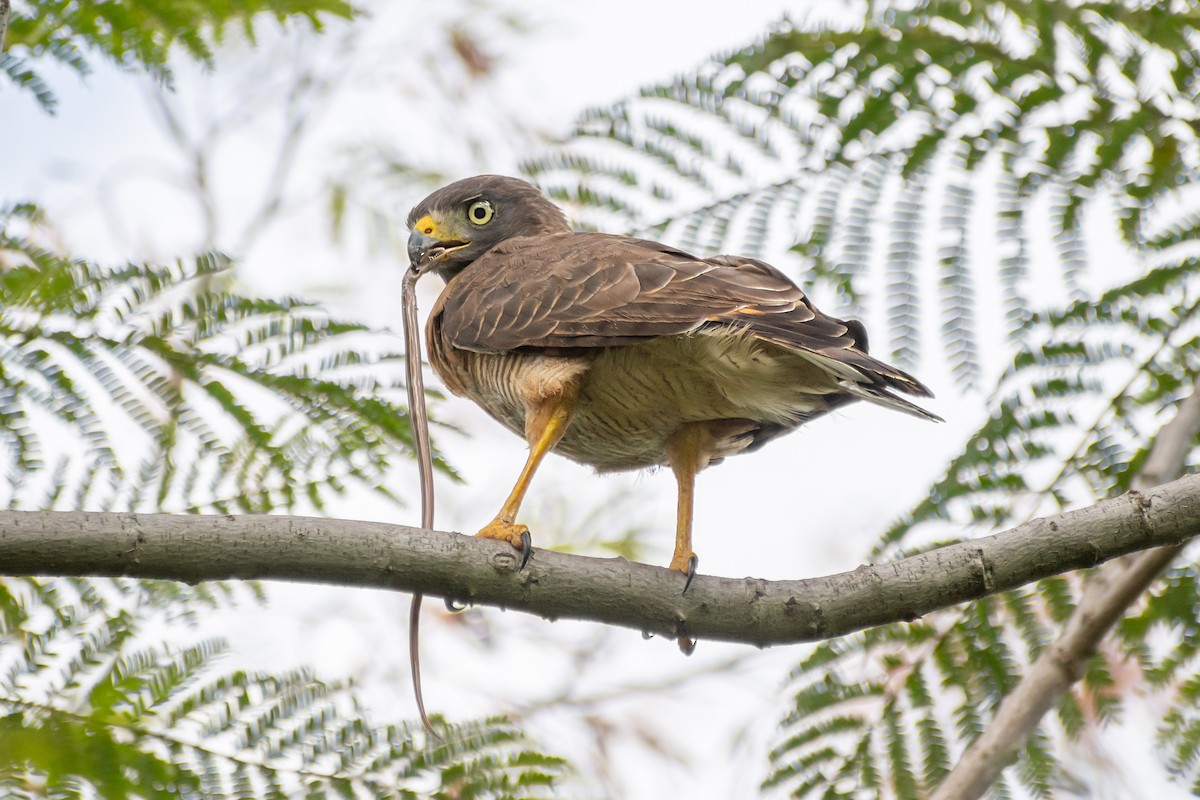 Roadside Hawk - Ari López