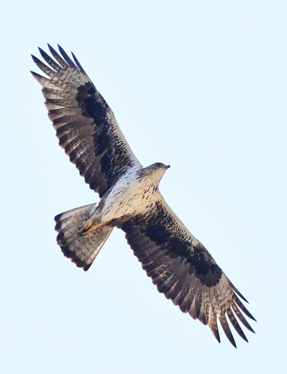 Águila Perdicera - ML620298418