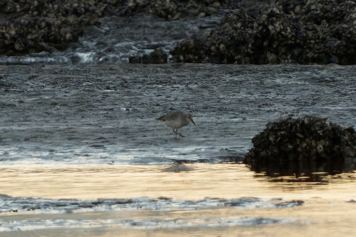 Red Knot - ML620298425