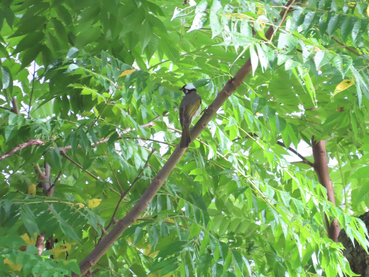 Light-vented Bulbul - ML620298427