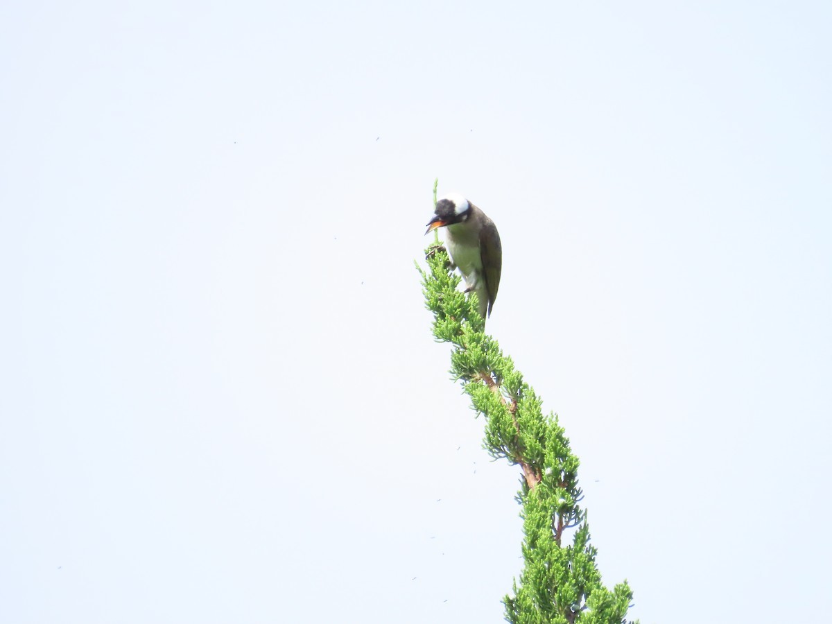 Light-vented Bulbul - ML620298429