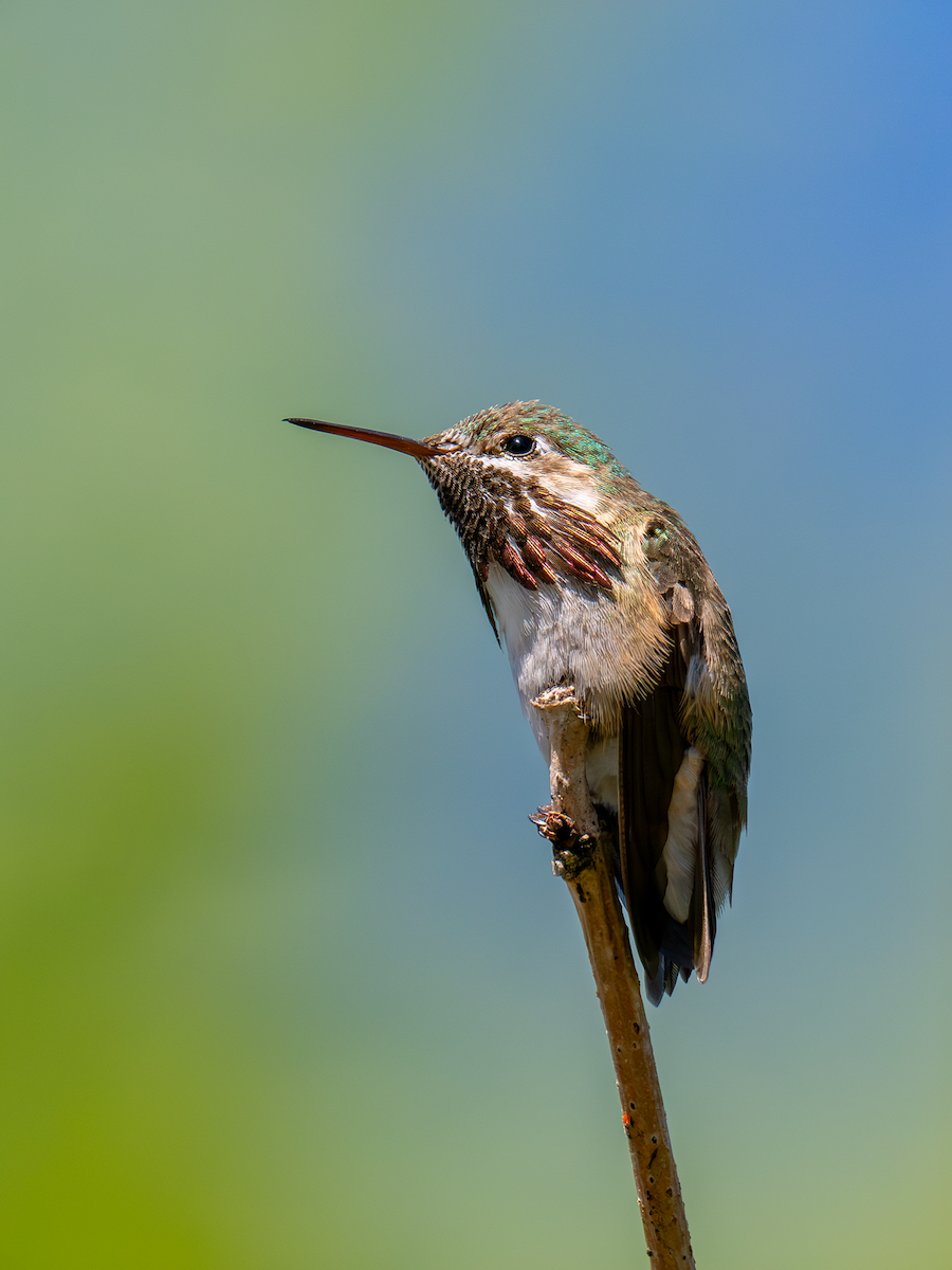 Calliope Hummingbird - ML620298431