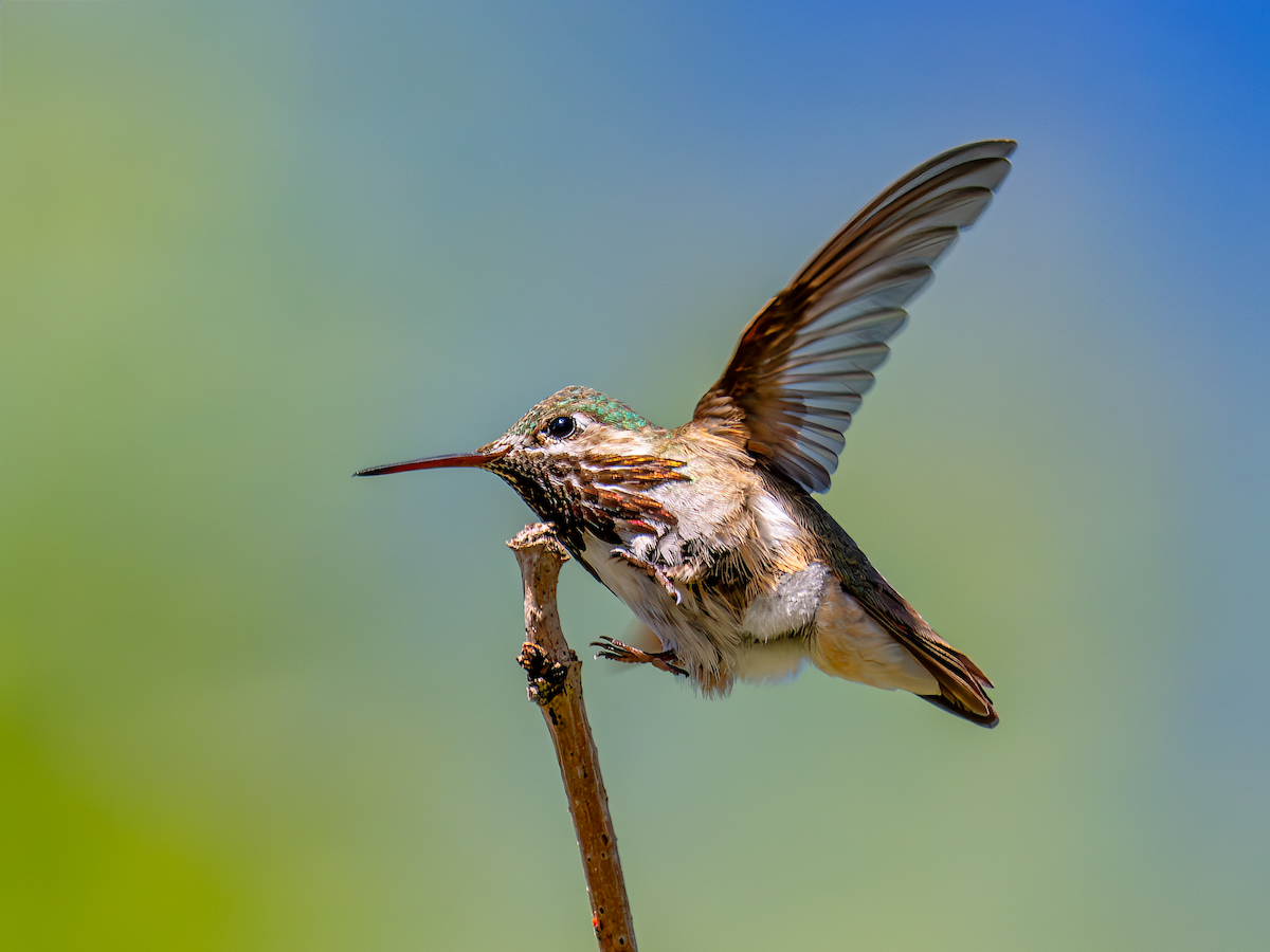 Calliope Hummingbird - ML620298433