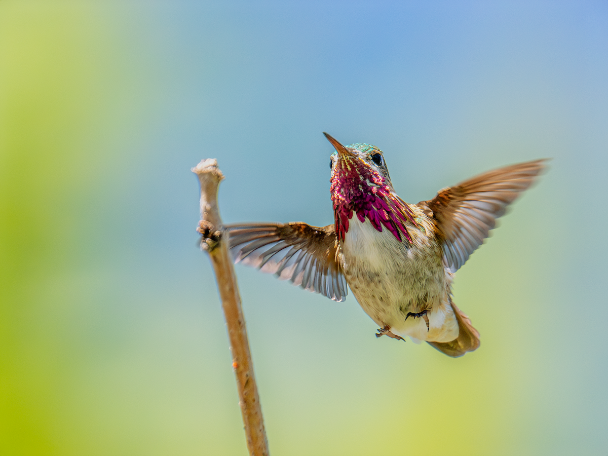 Calliope Hummingbird - ML620298434