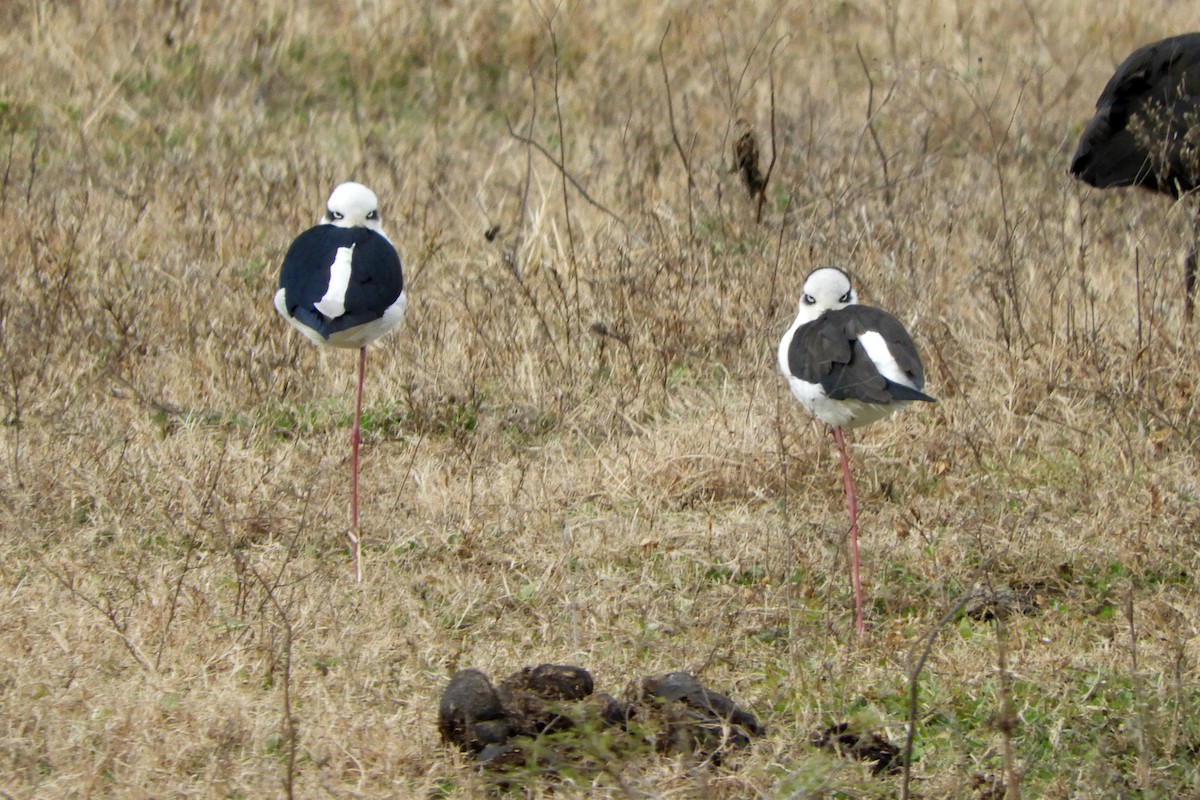 Schwarznacken-Stelzenläufer - ML620298435