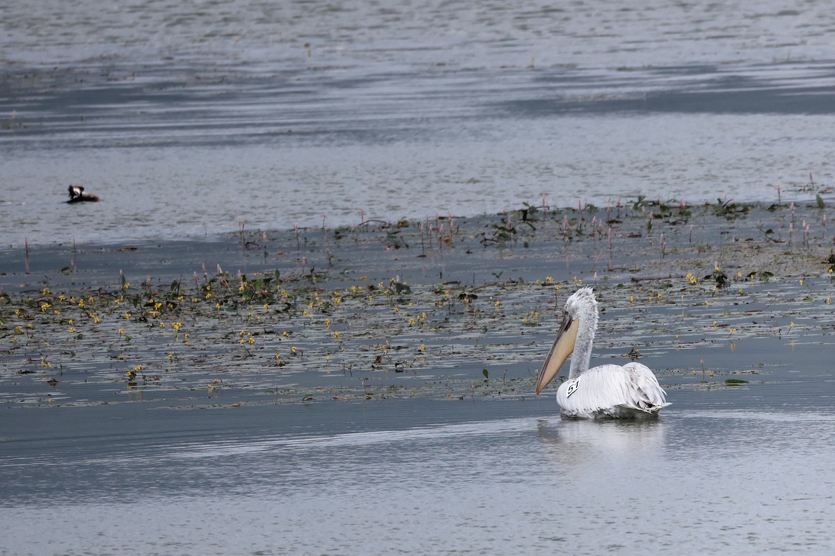 Dalmatian Pelican - ML620298440