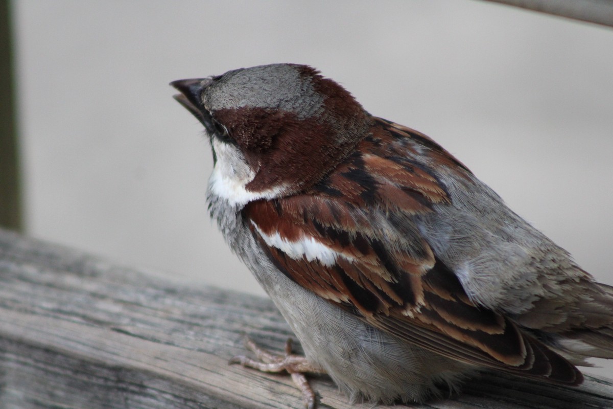 House Sparrow - ML620298441