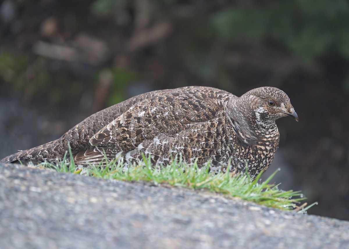 Sooty Grouse - ML620298443