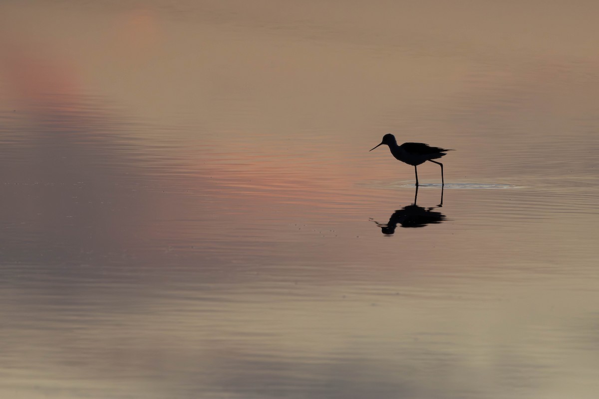 Black-winged Stilt - ML620298446