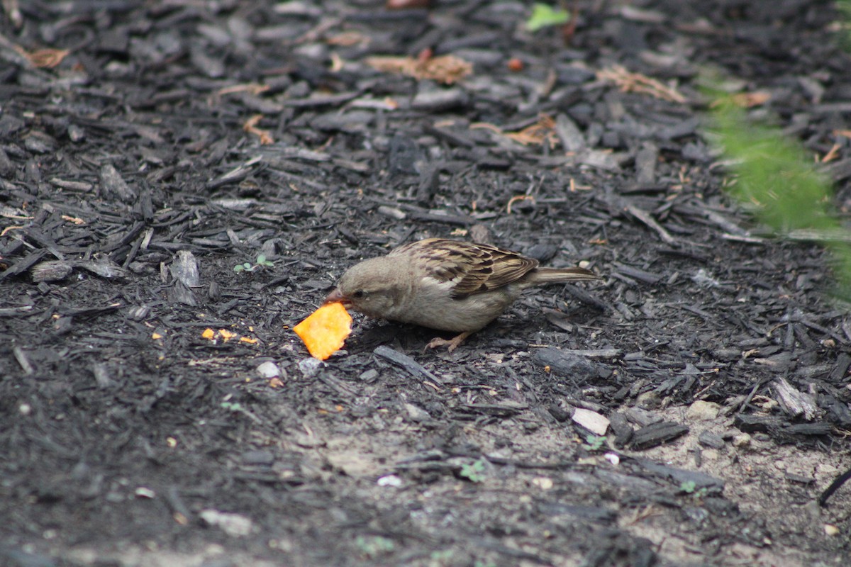 House Sparrow - ML620298447