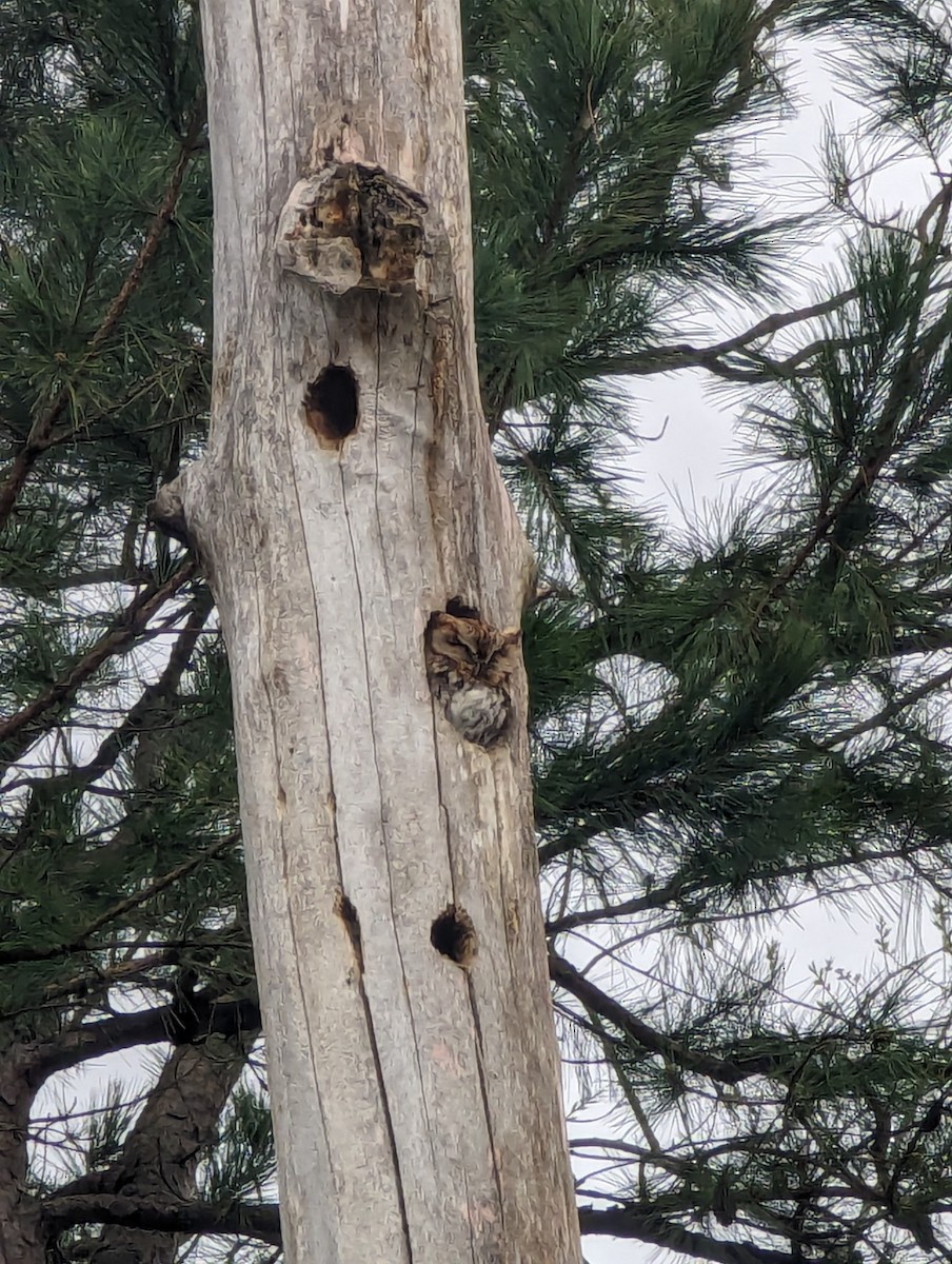 Eastern Screech-Owl - ML620298452