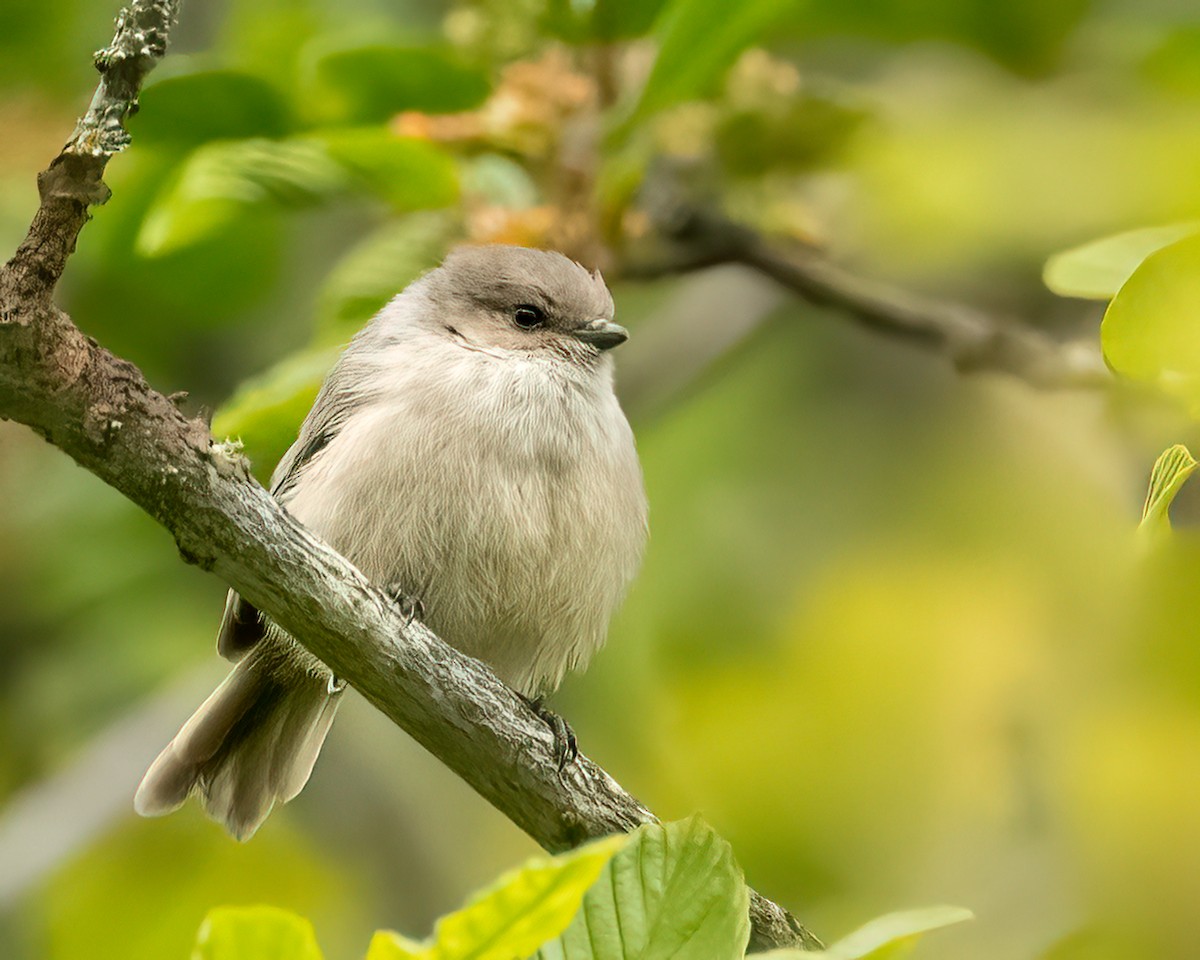 Bushtit - ML620298455