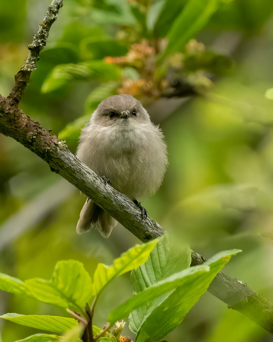 Bushtit - ML620298457