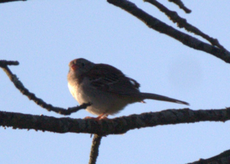 Field Sparrow - ML620298459