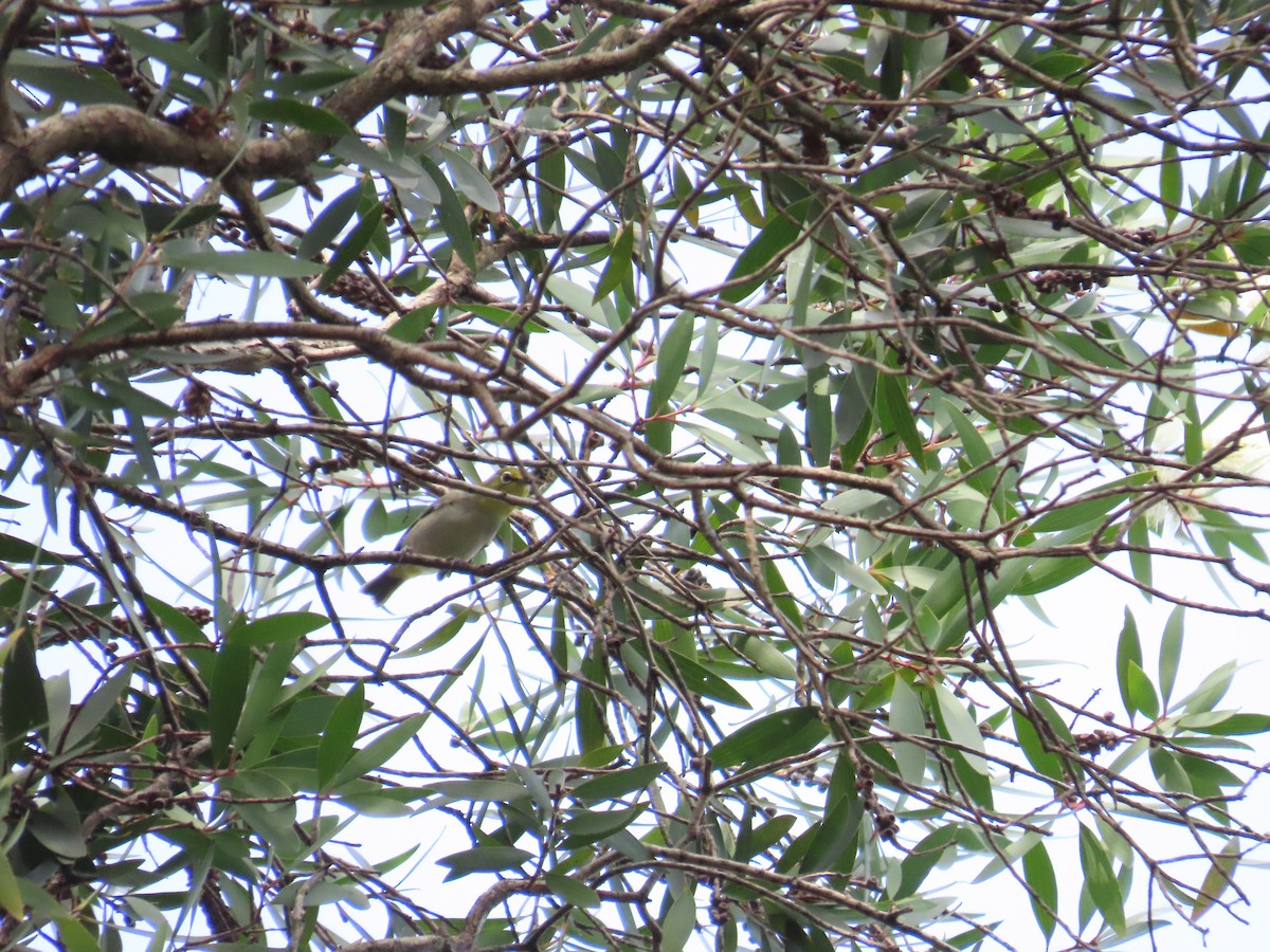 Swinhoe's White-eye - ML620298460