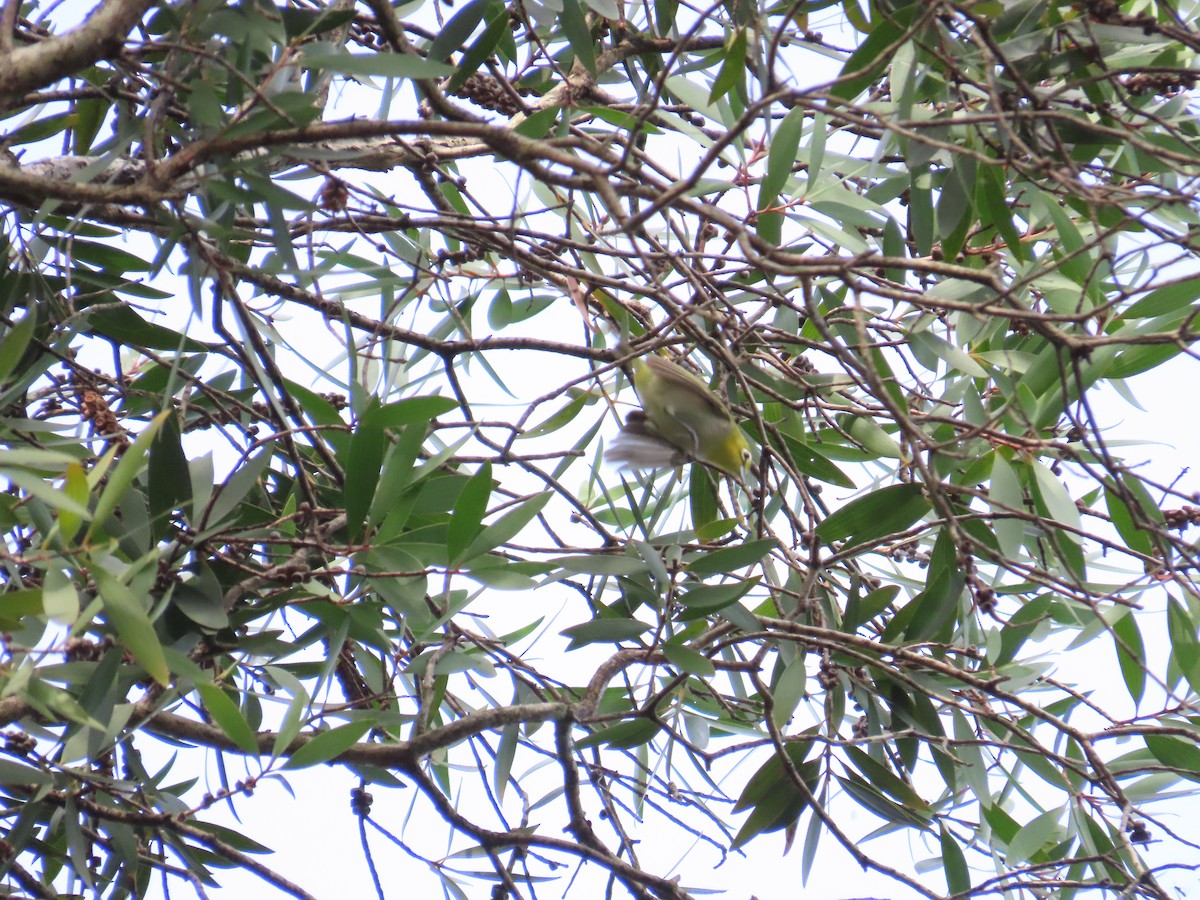 Swinhoe's White-eye - ML620298461