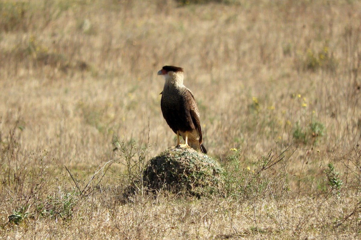 Crested Caracara - ML620298462