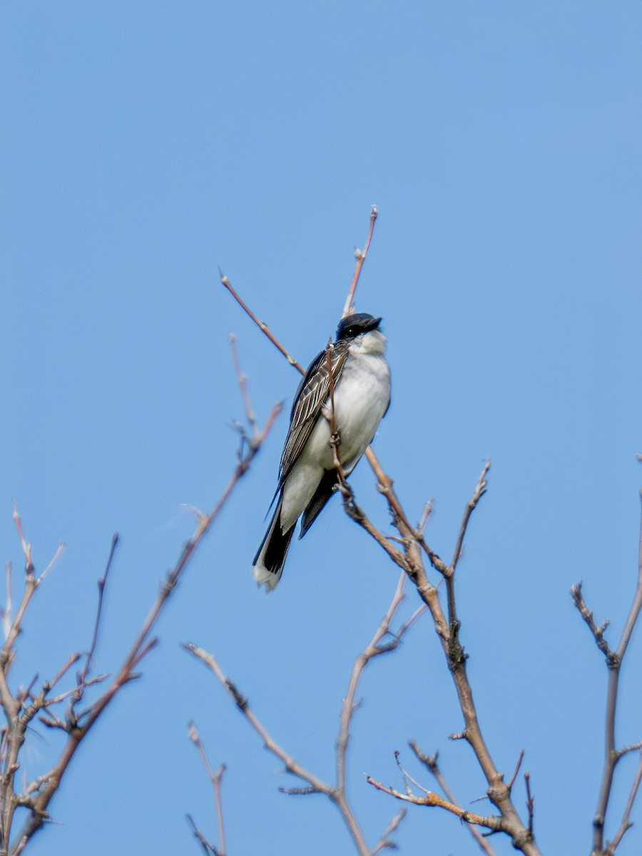 Eastern Kingbird - ML620298466