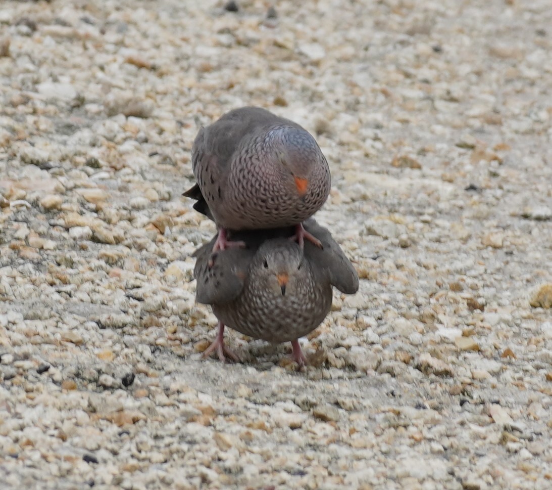 Common Ground Dove - ML620298474