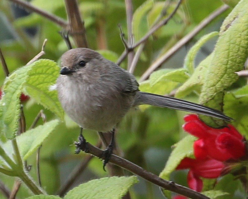 Bushtit - ML620298490