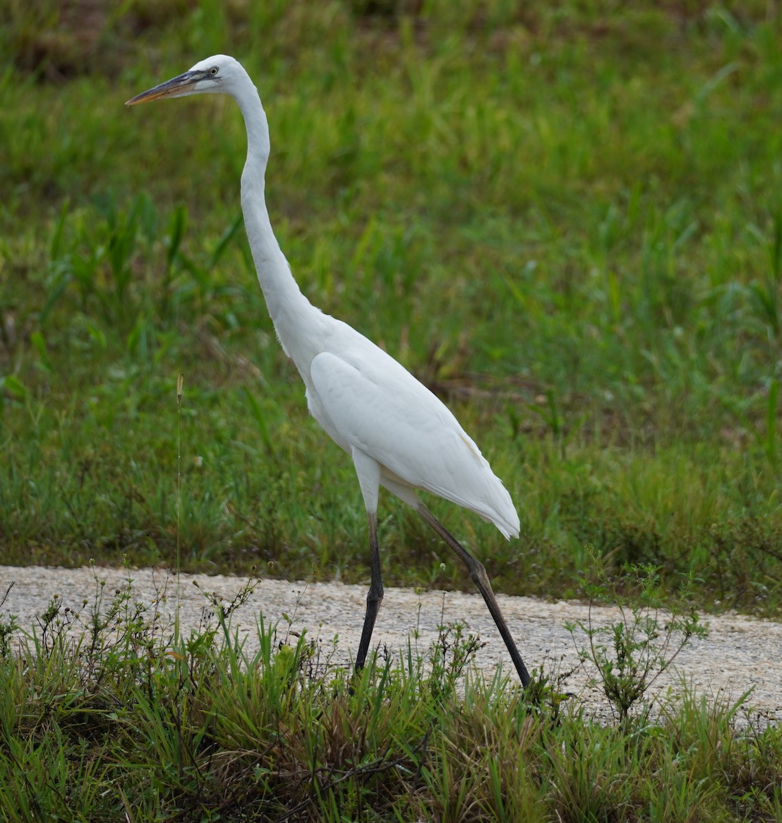 Great Blue Heron (Great White) - ML620298493