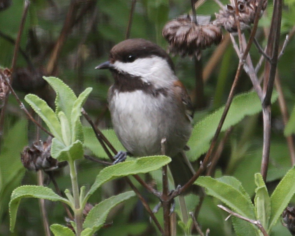 Chestnut-backed Chickadee - ML620298496