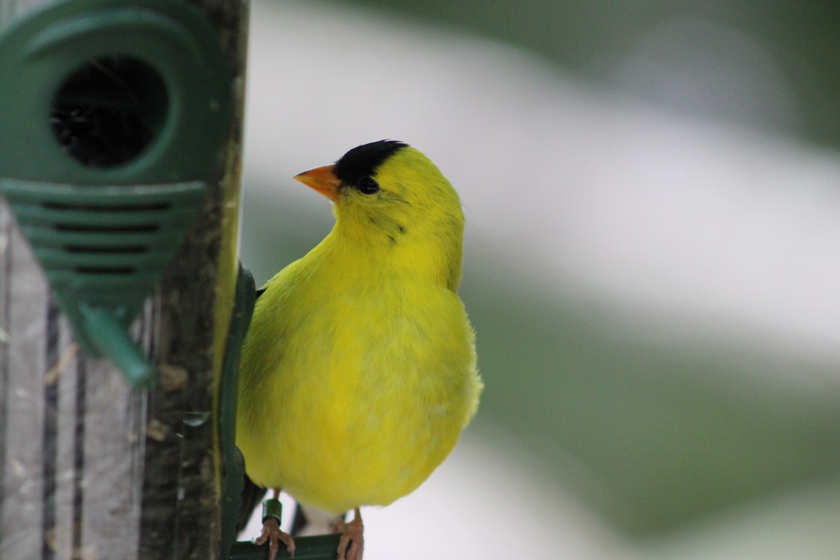 American Goldfinch - ML620298497