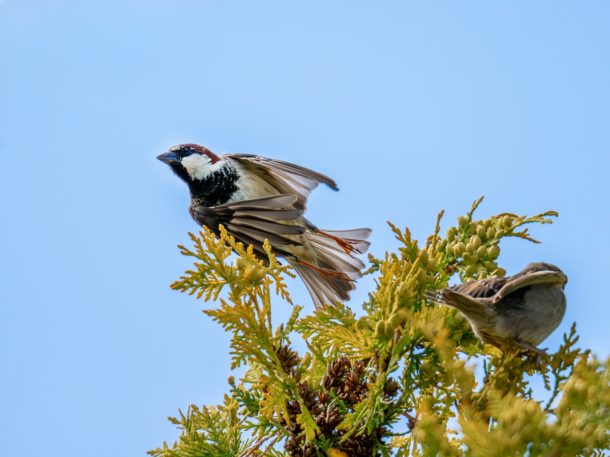 House Sparrow - ML620298502