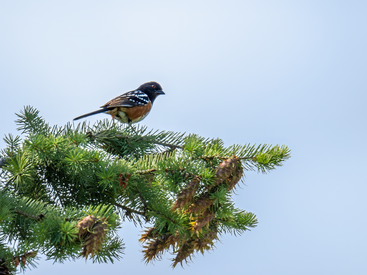 Spotted Towhee - ML620298511