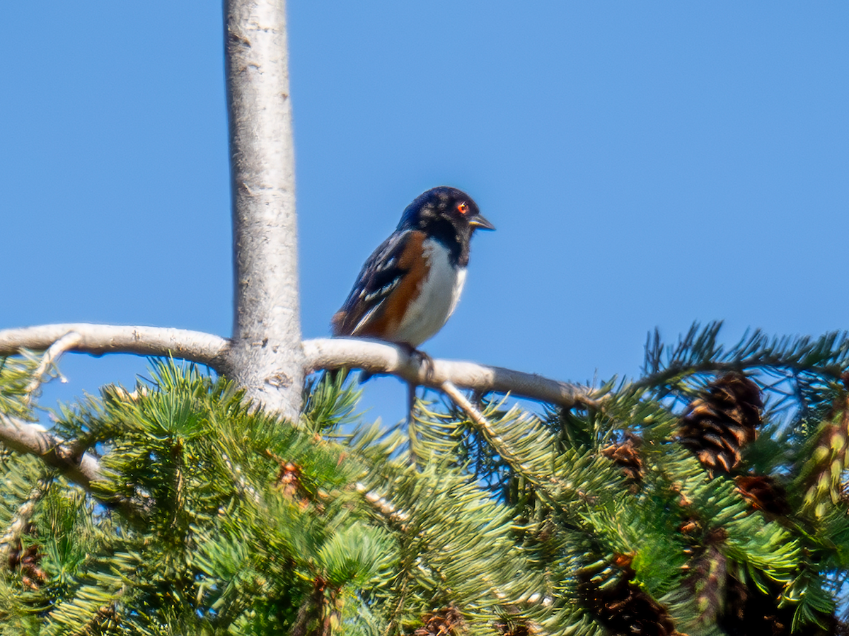 Spotted Towhee - ML620298514