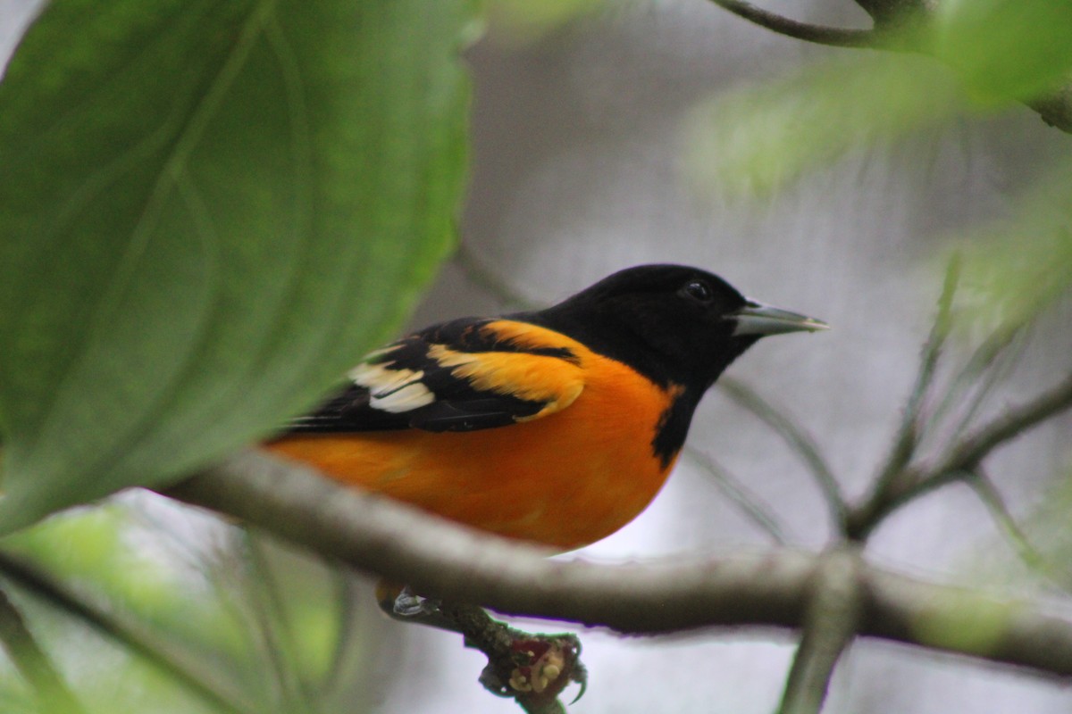 Baltimore Oriole - ML620298518