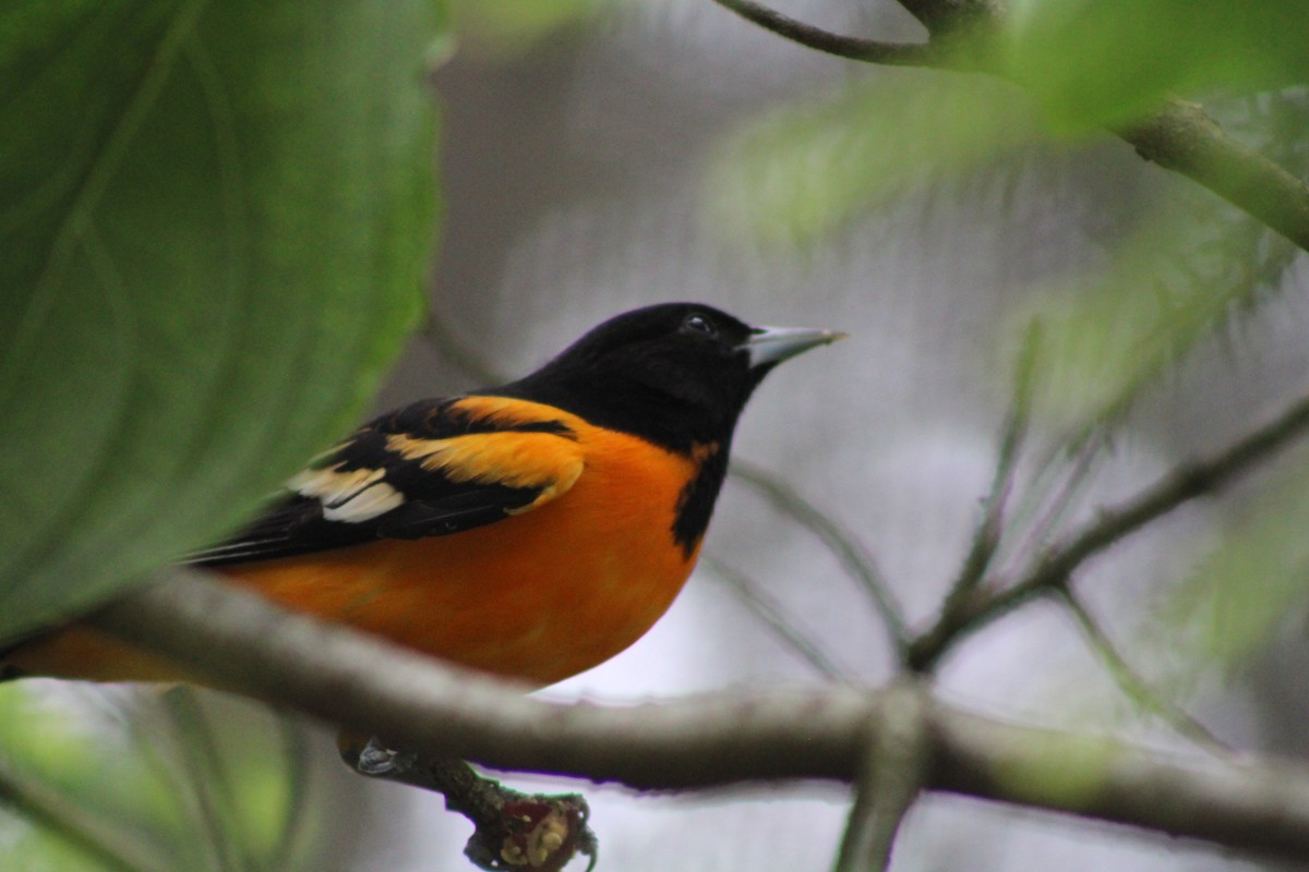 Baltimore Oriole - ML620298519