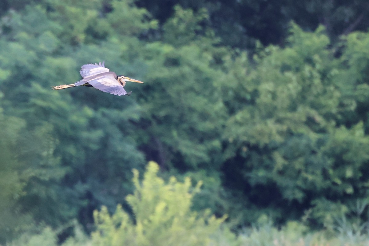 Purple Heron - ML620298521