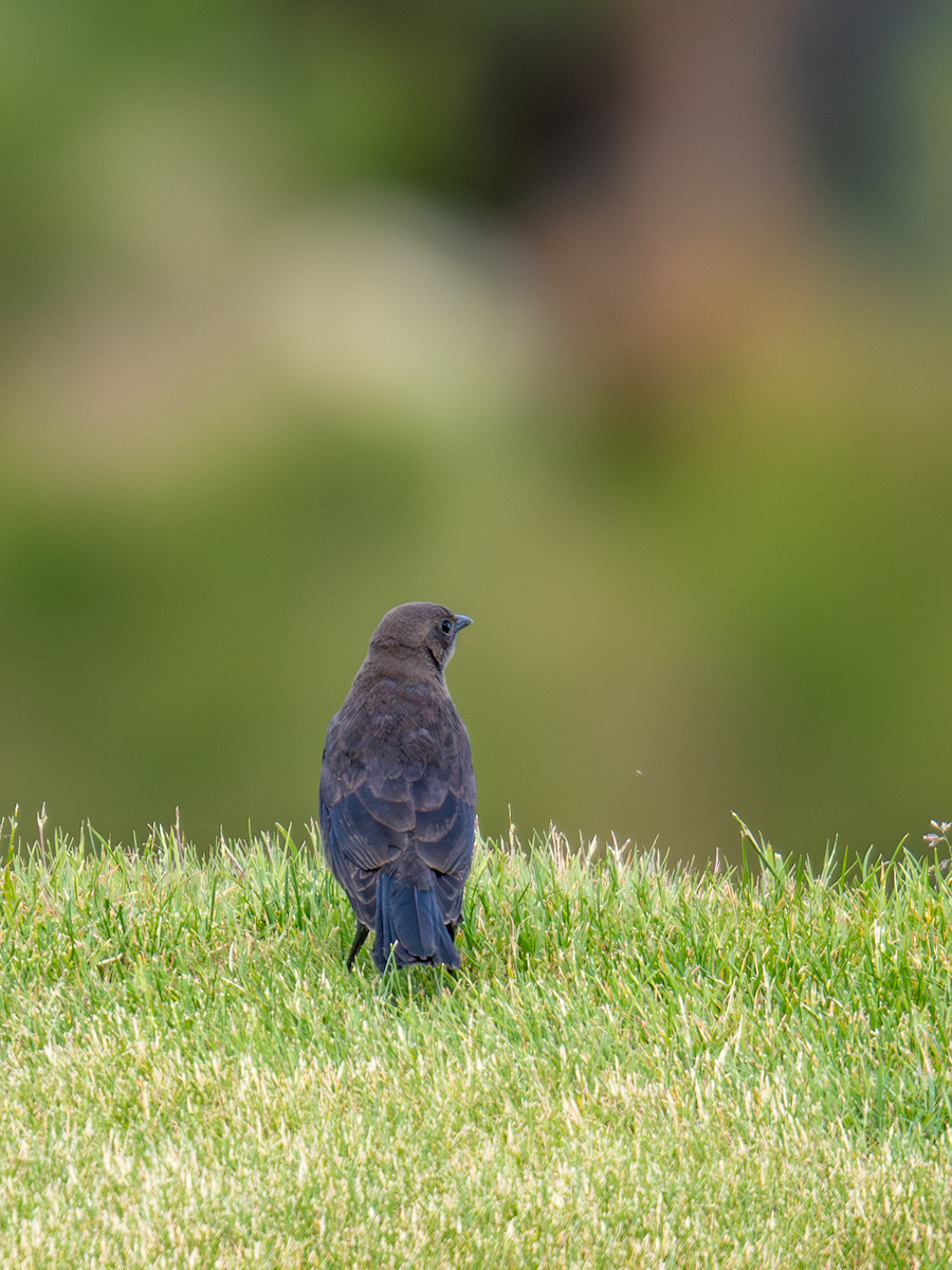 Brewer's Blackbird - ML620298523