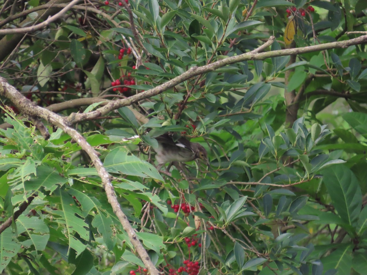 Black-collared Starling - ML620298525