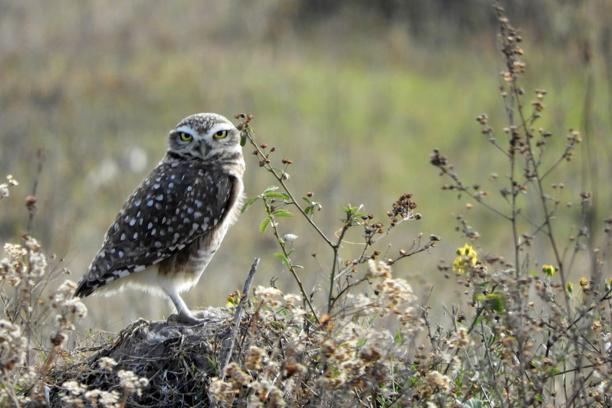 Burrowing Owl - ML620298527