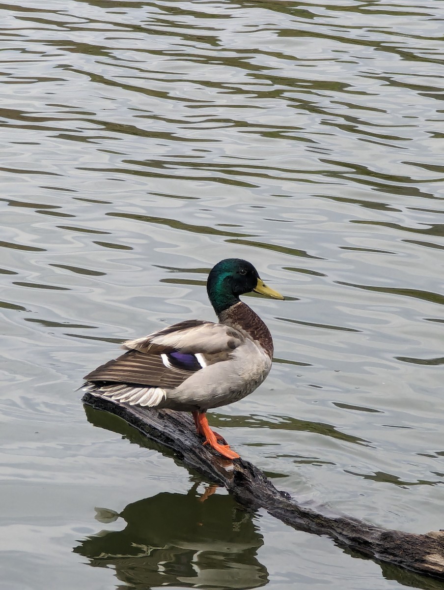 Mallard - ML620298528