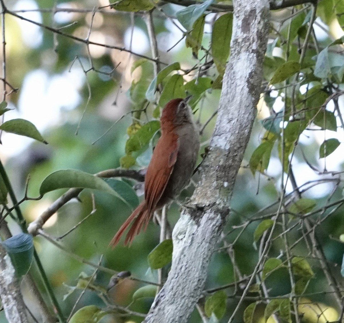Rusty-backed Spinetail - ML620298529