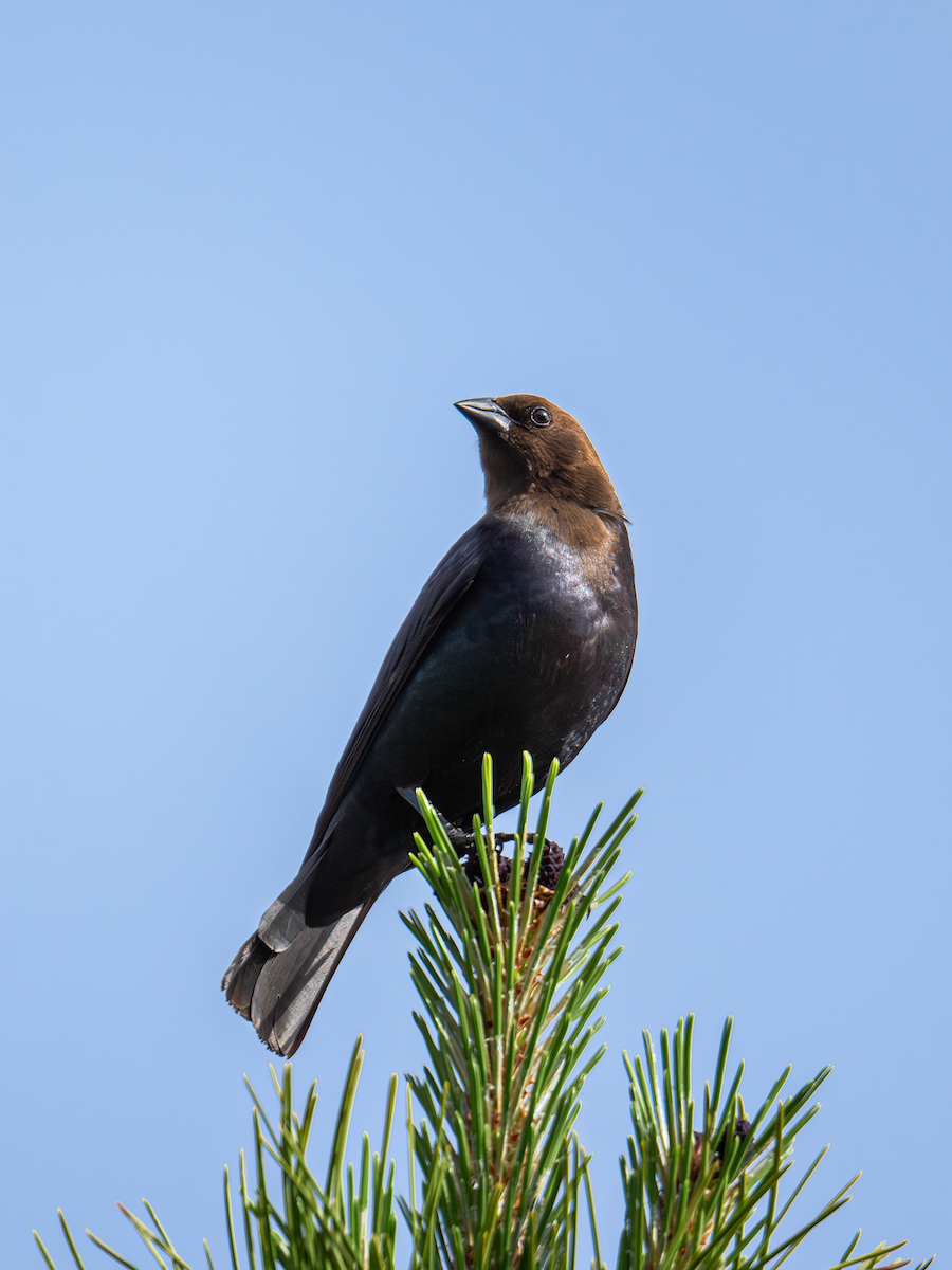 Brown-headed Cowbird - ML620298530