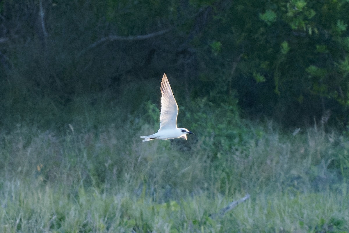 Australian Tern - ML620298541