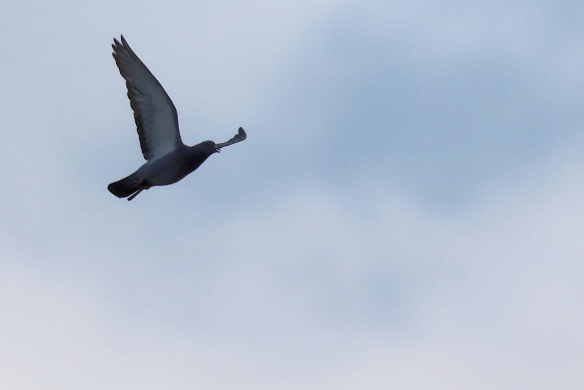 Rock Pigeon (Feral Pigeon) - ML620298547