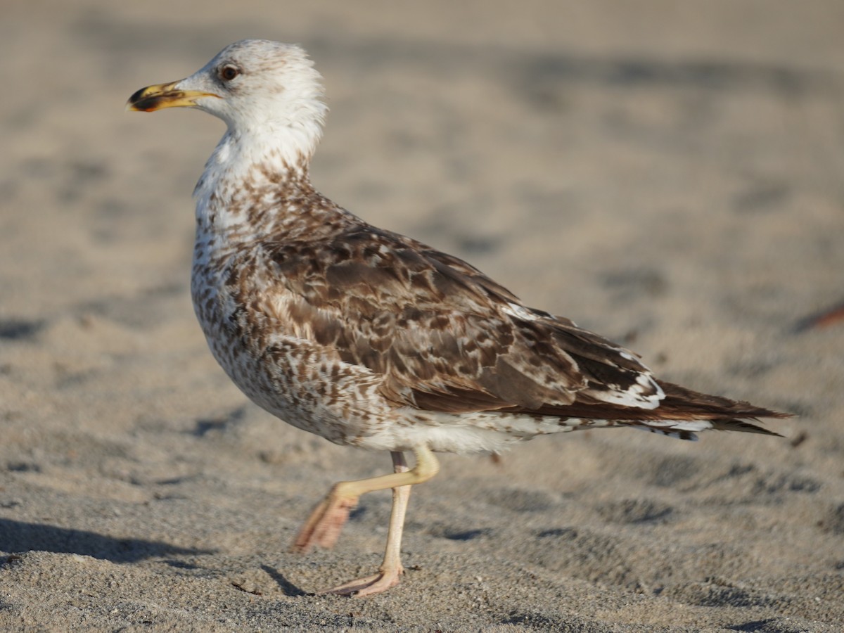 Gaviota Sombría - ML620298548