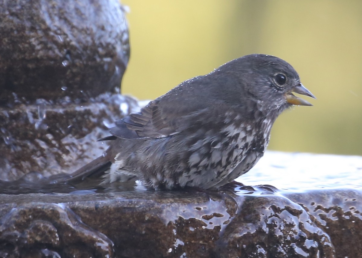 Fox Sparrow - ML620298550