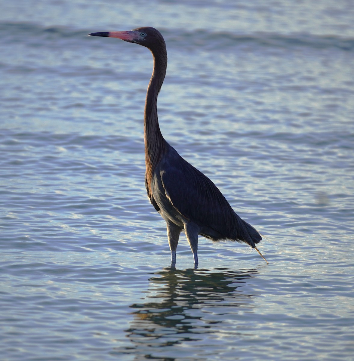 Reddish Egret - ML620298553