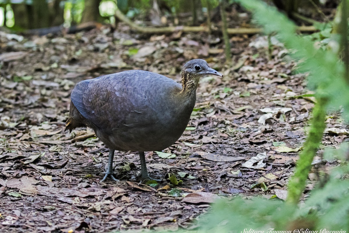 Solitary Tinamou - ML620298561